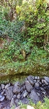 Plants: image 61 Of 208 Thumb